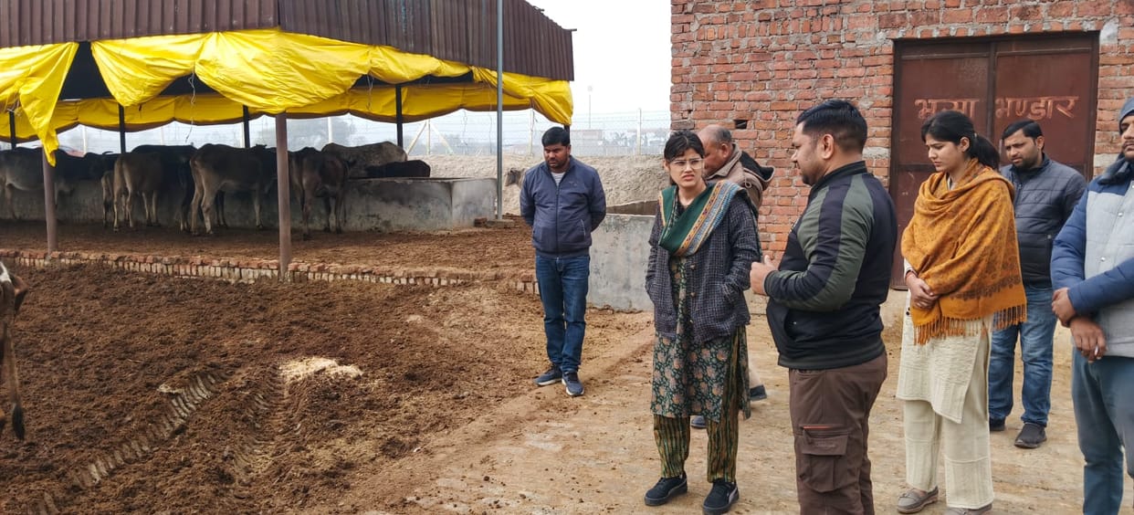 Two cows died due to cold in cow shelter, Village Development Officer suspendedTwo cows died due to cold in cow shelter, Village Development Officer suspended