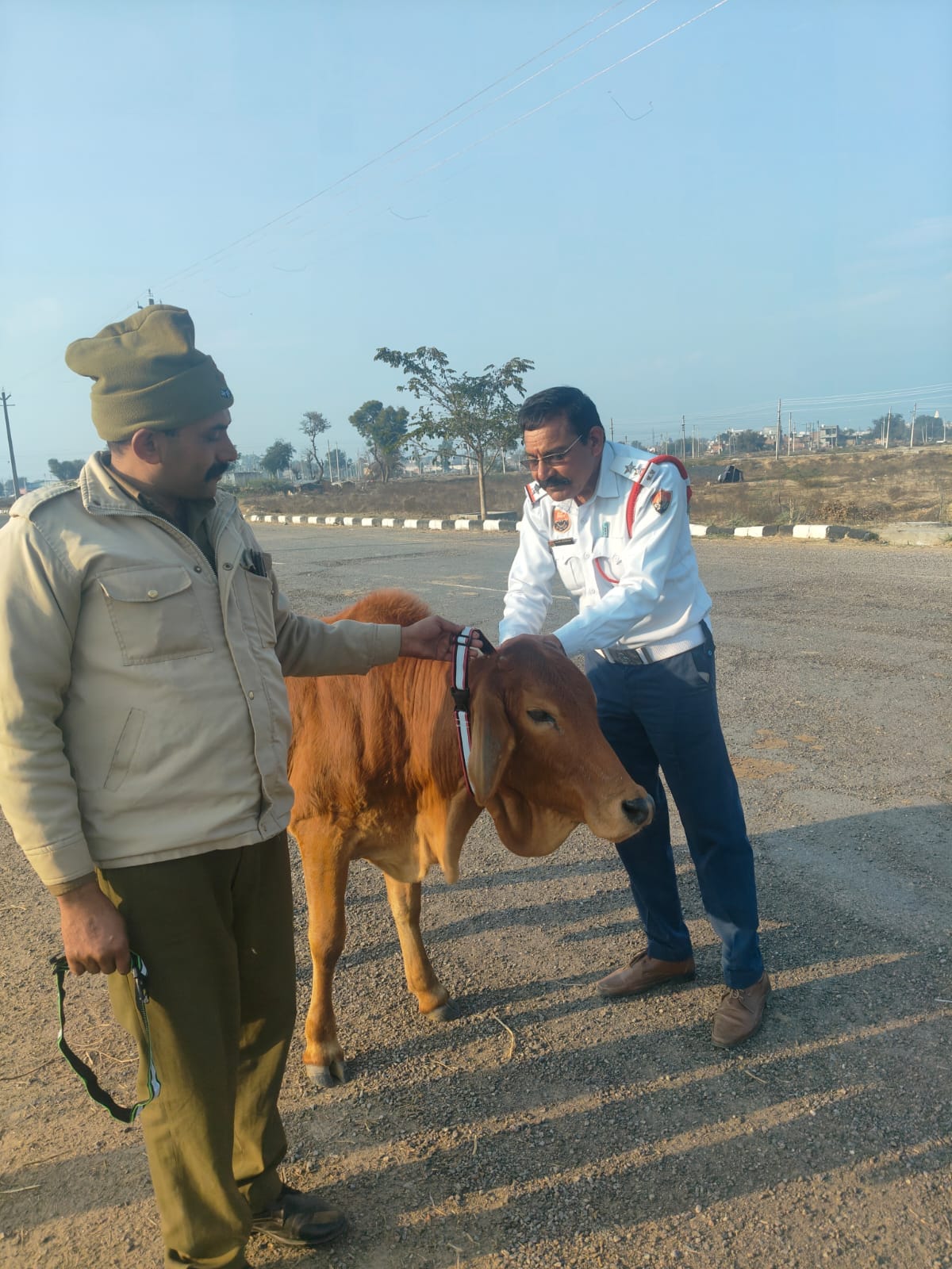 The city council spent lakhs of rupees but the stray animals did not get removed from the roads