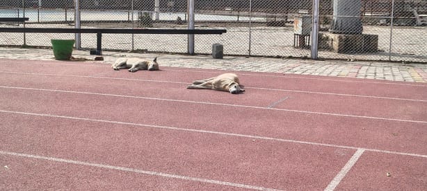Dogs relaxing on the Rs 7.82 crore track at Karna Stadium