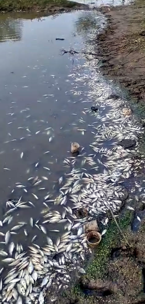 The death of fish in the pond could lead to the spread of disease.