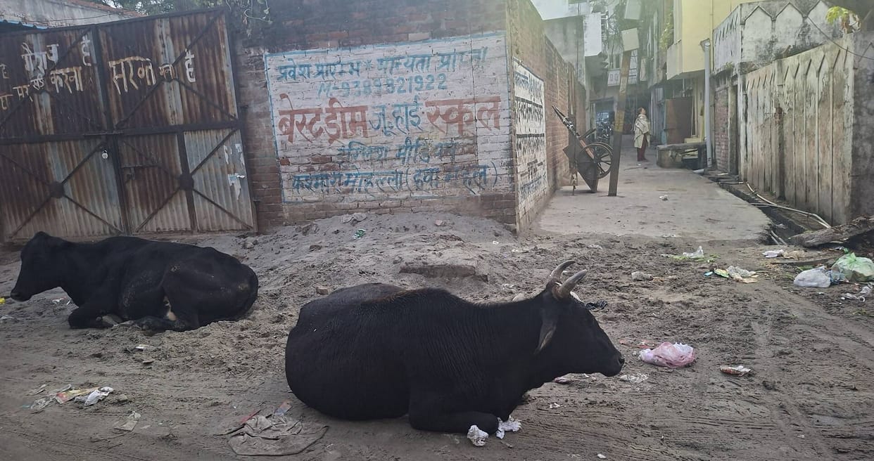 A cow attacked a girl in the Chaupattia area, injuring her.