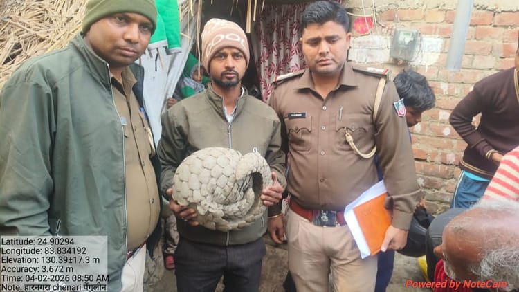 Bihar News: जंगल से भटककर गांव पहुंचा दुर्लभ पैंगोलिन, वन विभाग ने समय रहते किया सुरक्षित रेस्क्यू