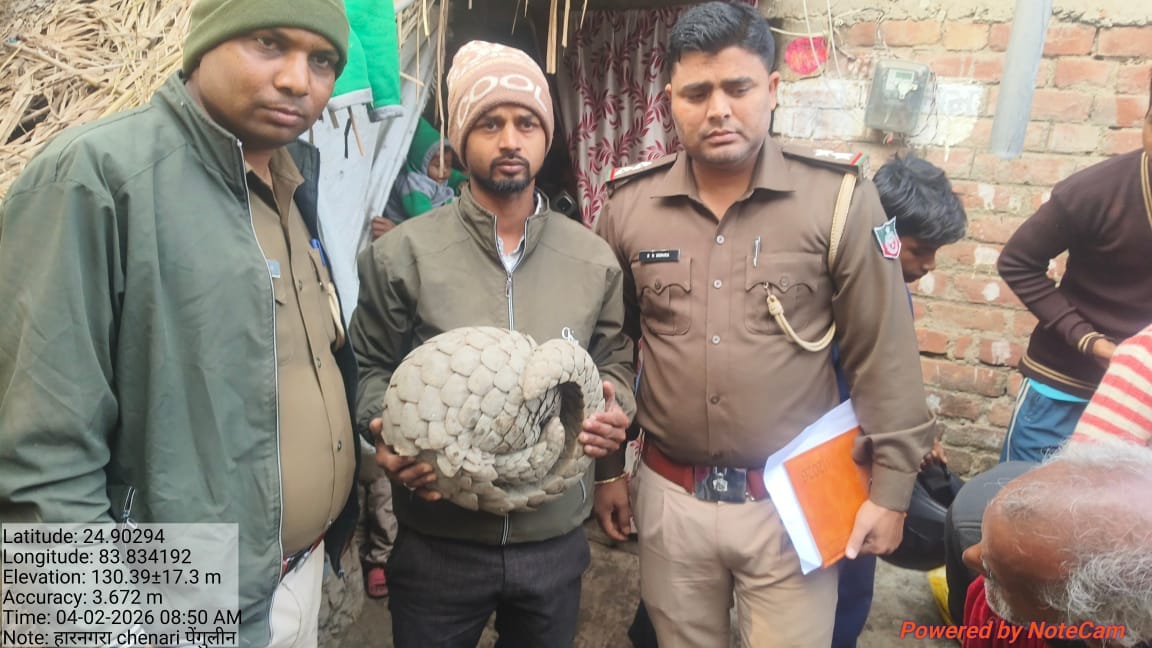 Rohtas News: Rare pangolin wanders into village from forest, forest department rescues it in time