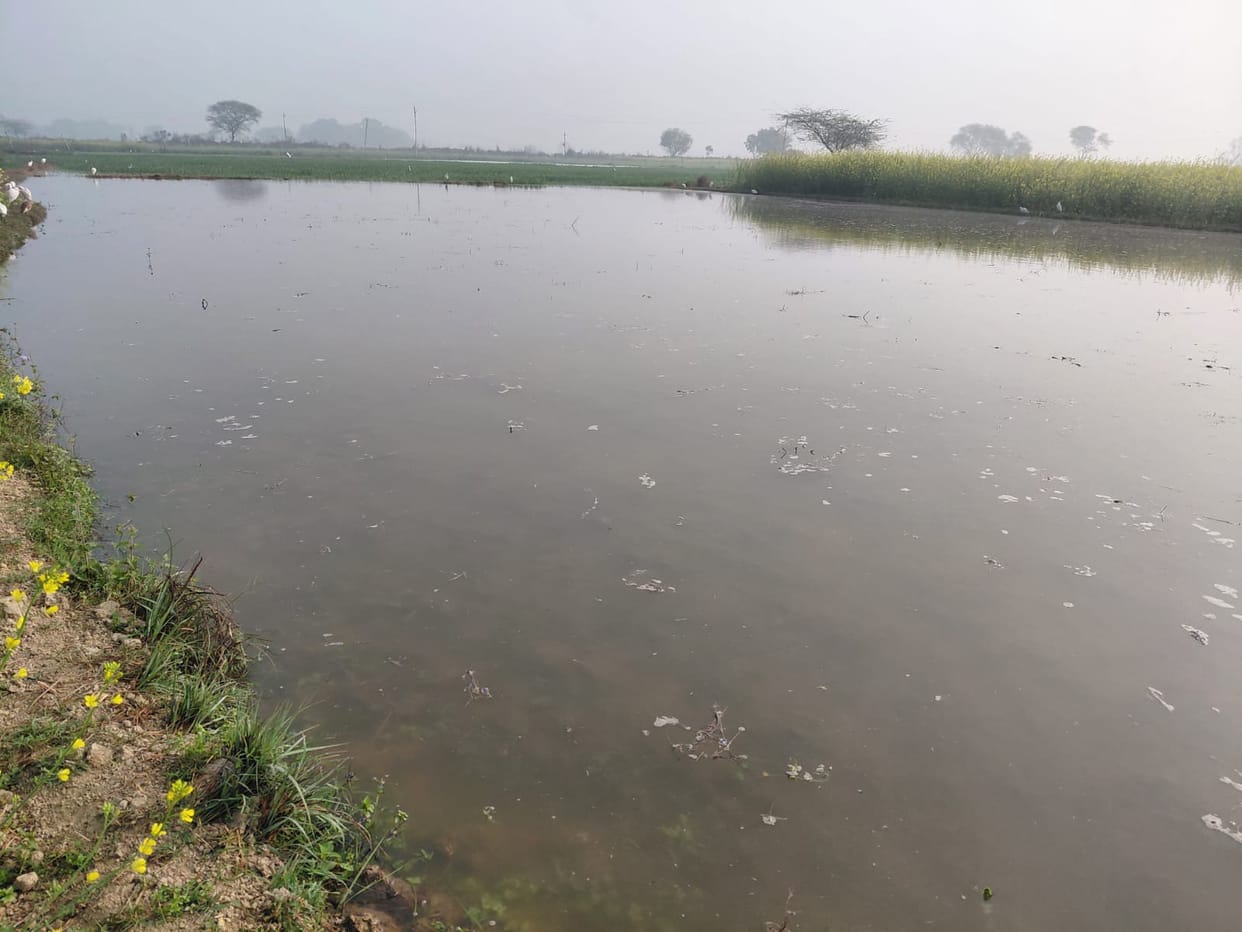 The Hiraganj canal has broken, and the wheat crop is submerged.