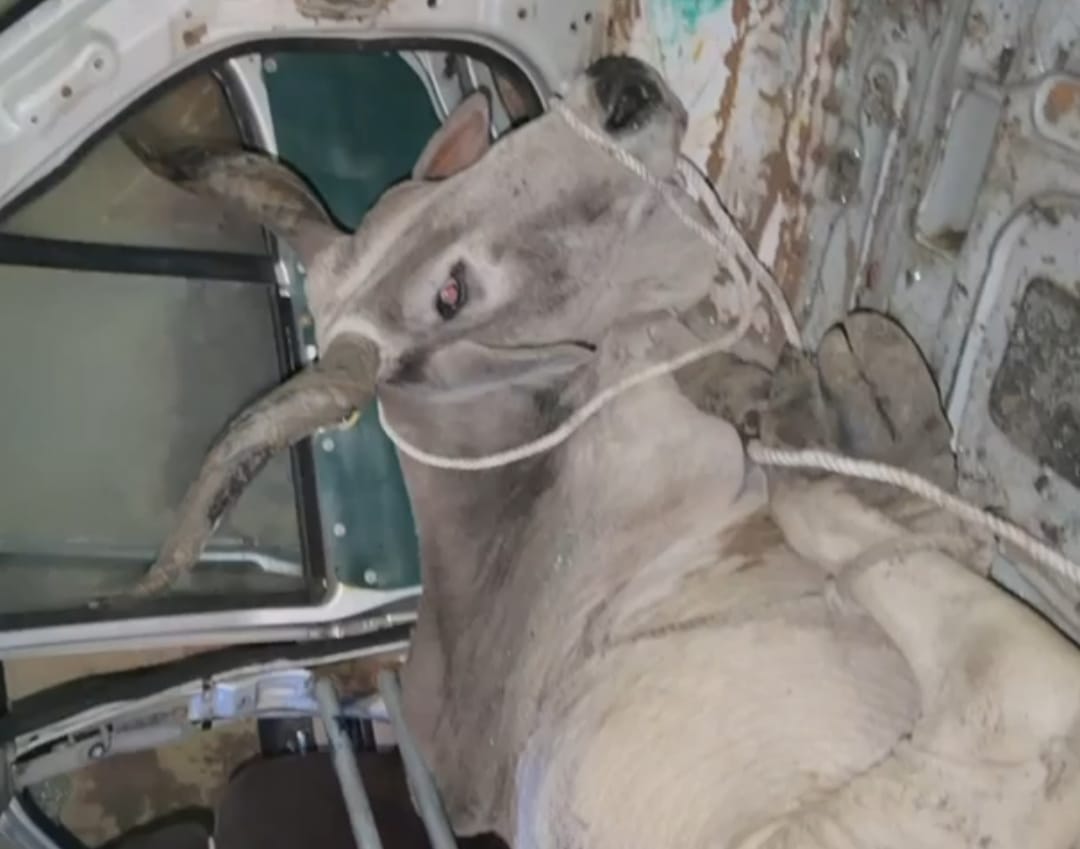 Two cows rescued from Tata Safari vehicle, smugglers flee