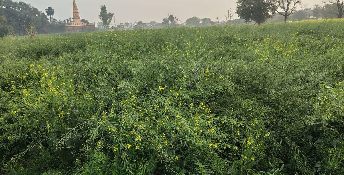 Relief from sunshine, farmers happy