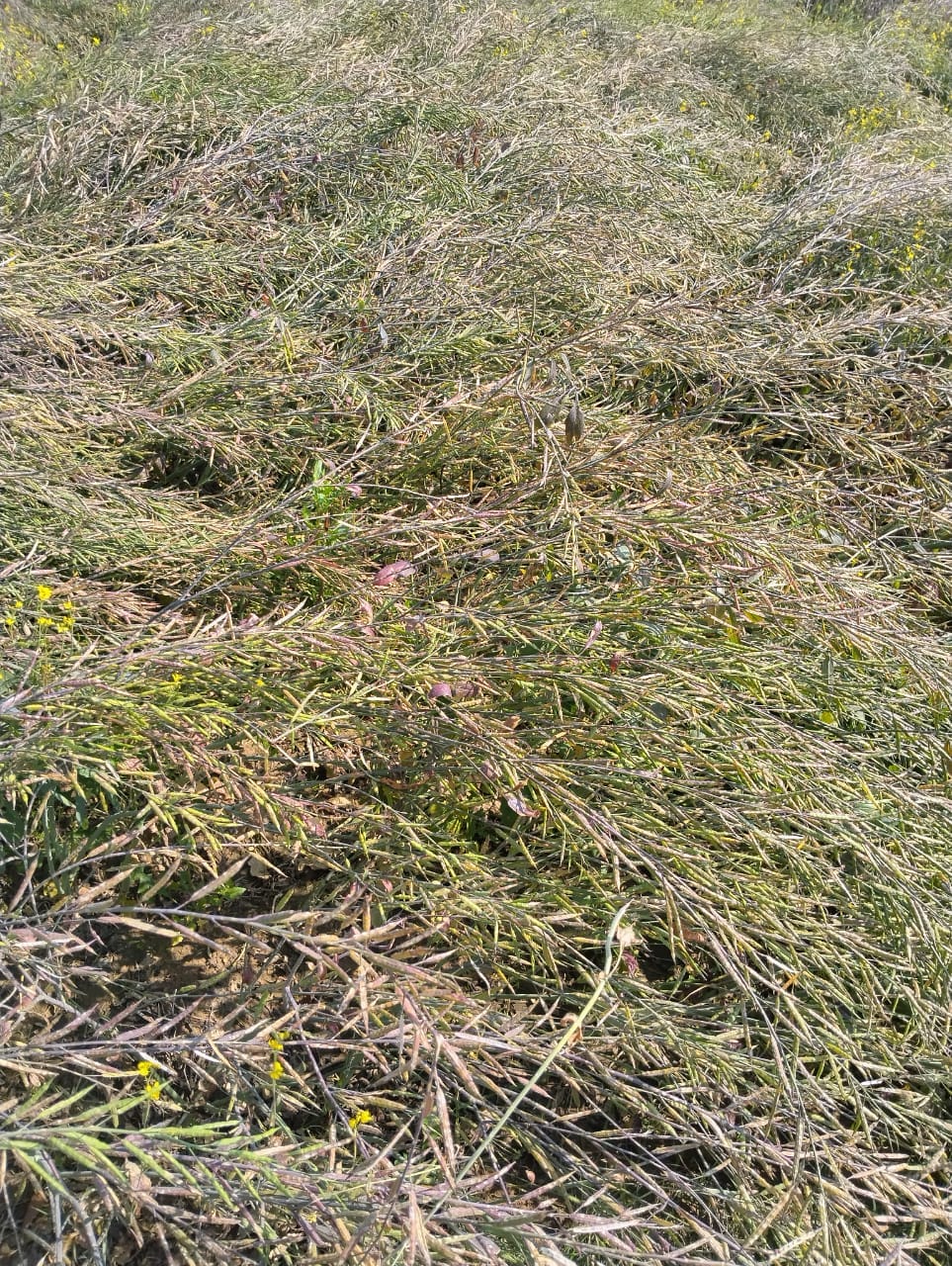 Mustard crop destroyed due to hailstorm, farmers demand special Girdawari