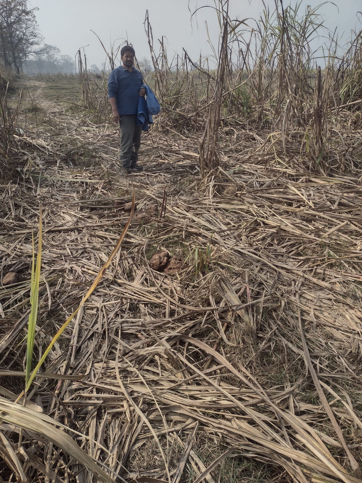 Elephants continue to rampage, trampling two acres of sugarcane crop