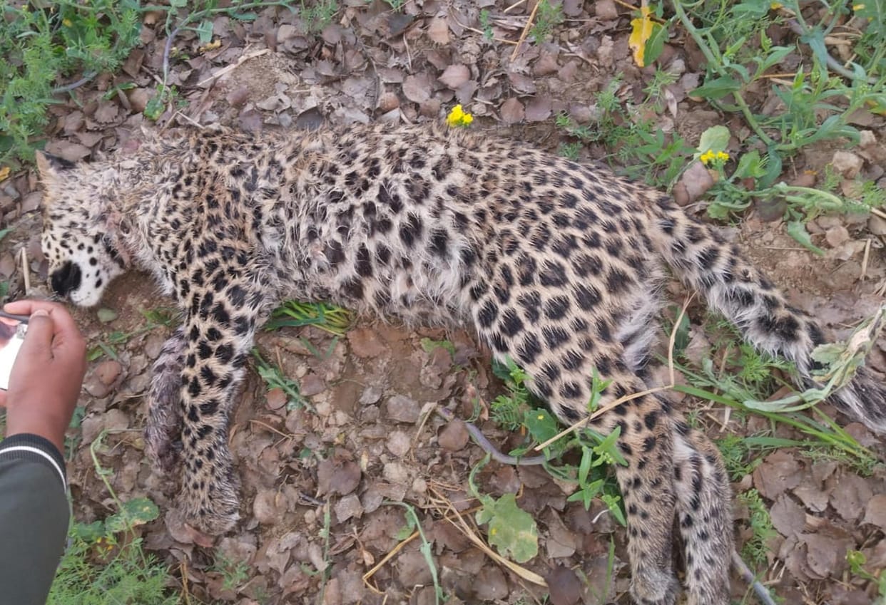 The female leopard died due to injury