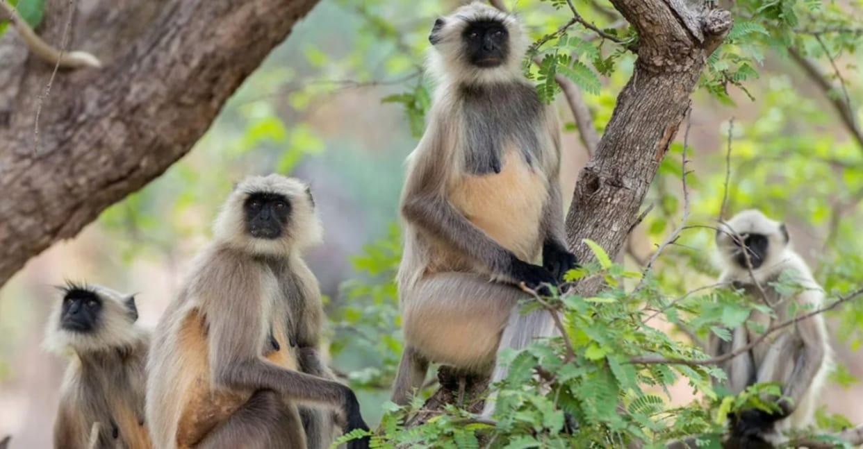 Monkeys cause terror, bite 24 people in a month