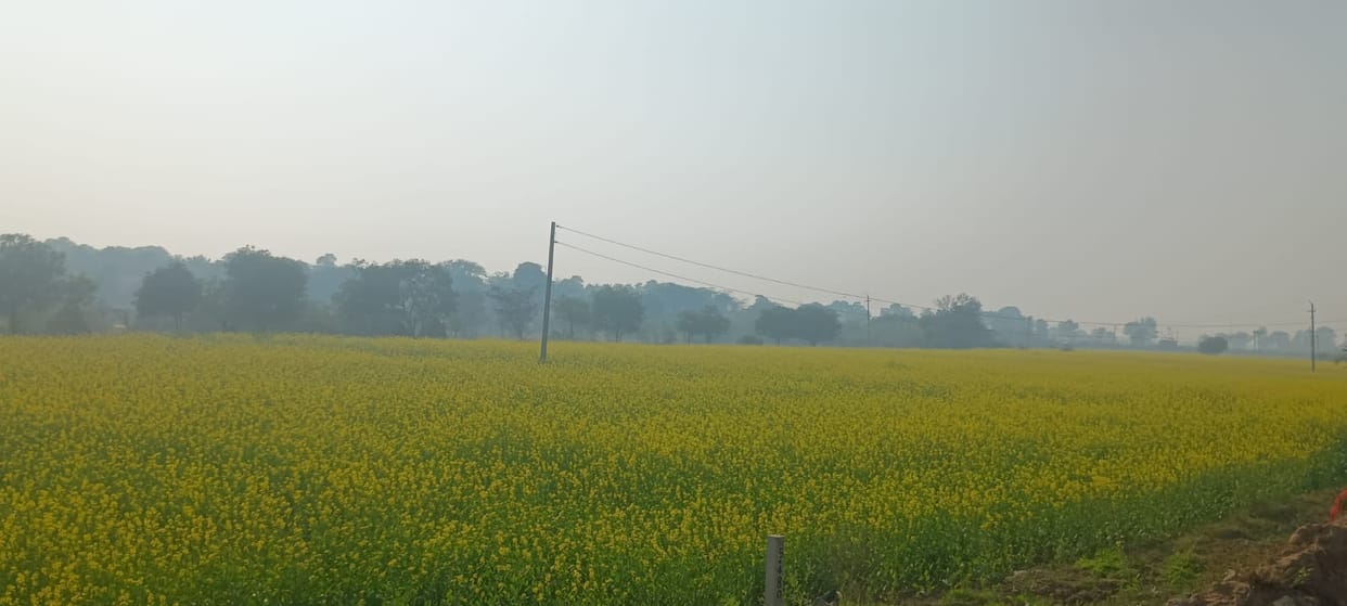 Sunshine brings relief, minimum temperature drops