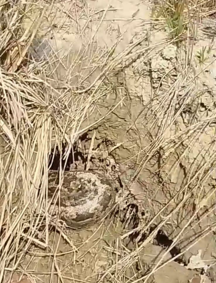 A huge python spotted in Manuvagarh, causing panic