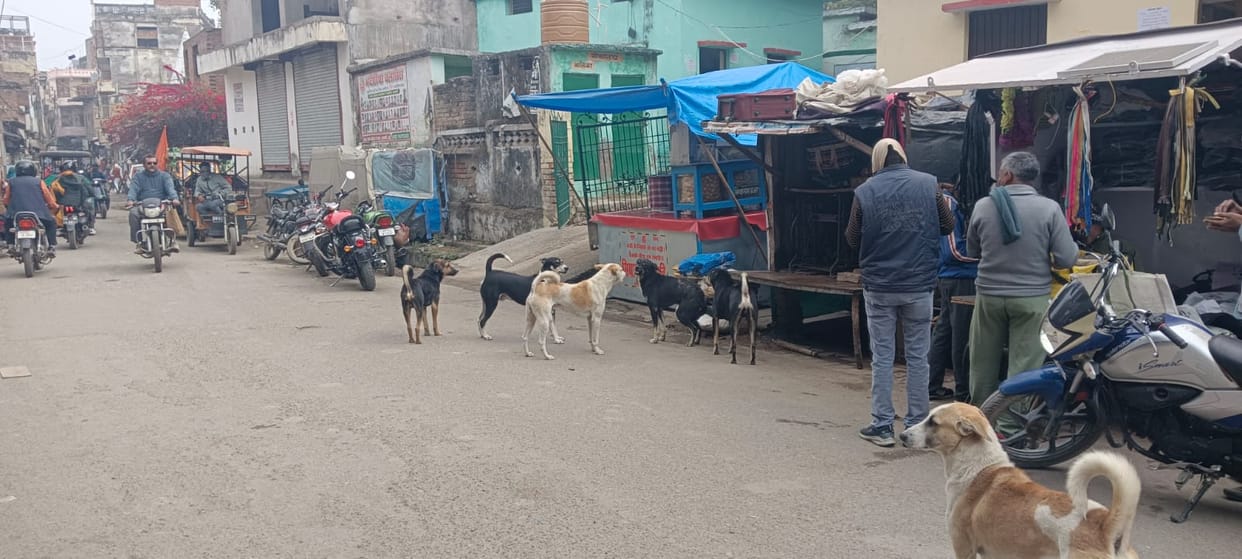 In one year, more than 30,000 people were bitten by dogs.