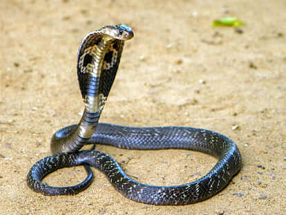 Brother dies in search of saving sisterCobra falls from roof of house, dies in hospital