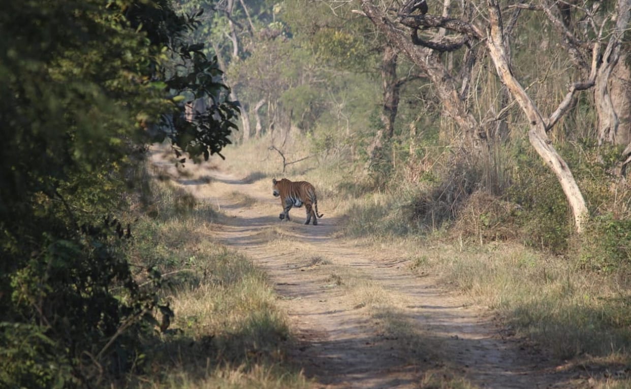 Tourists saw tiger during jungle safari