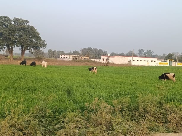 Stray animals are troubling farmers, causing damage to crops