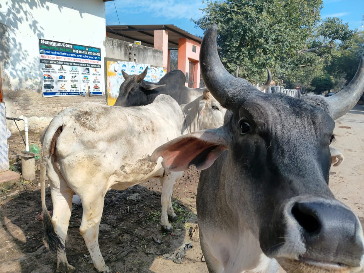 Tenders floated twice to capture stray animals, agency backs out