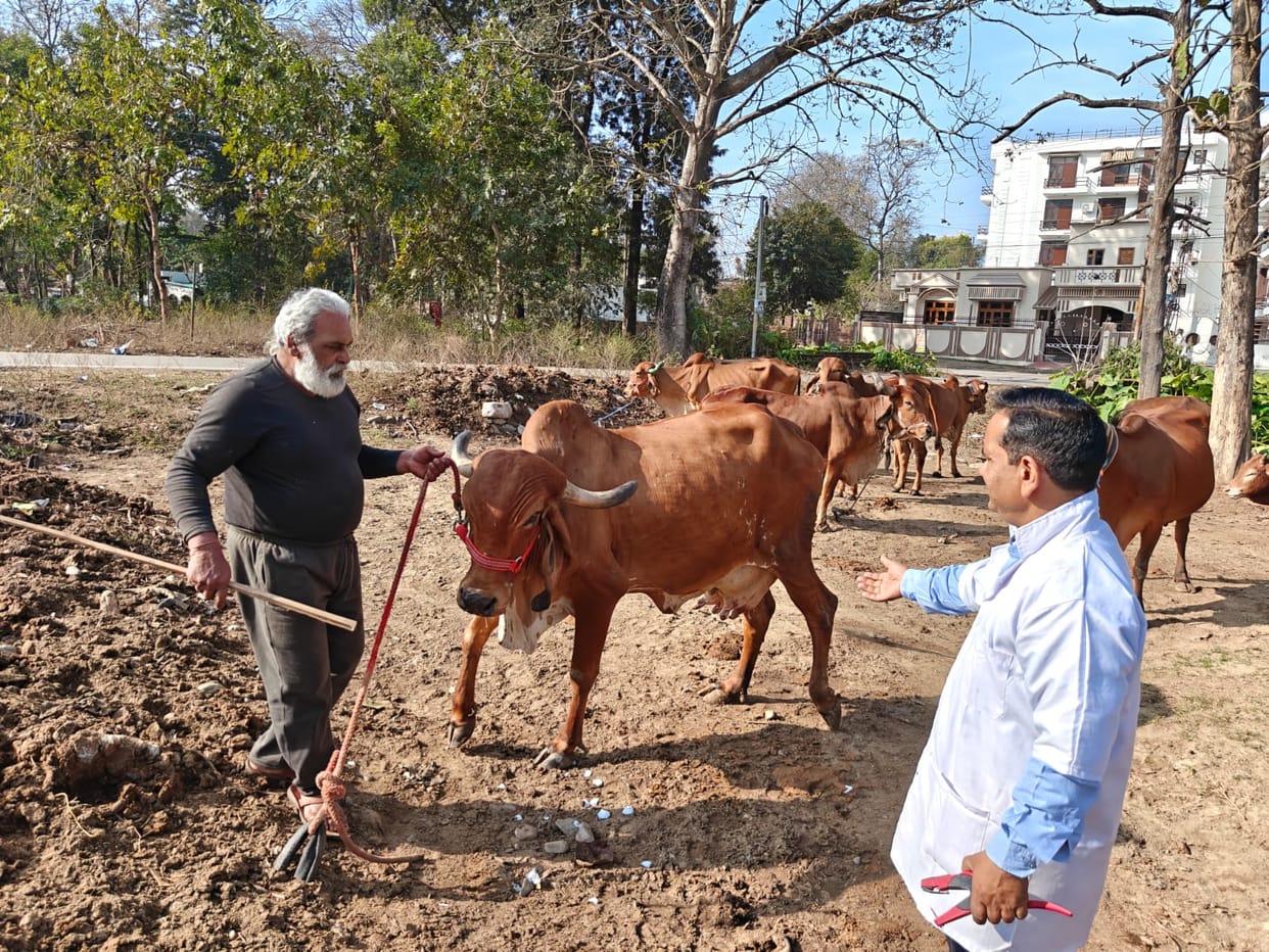 vaccination of animals