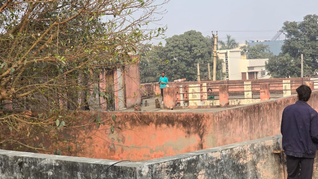The mischievous, troublesome monkey became the city's menace; the plan to sedate it failed.