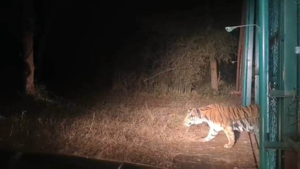 बांधवगढ़ में युवा बाघिन का सुरक्षित रेस्क्यू।
