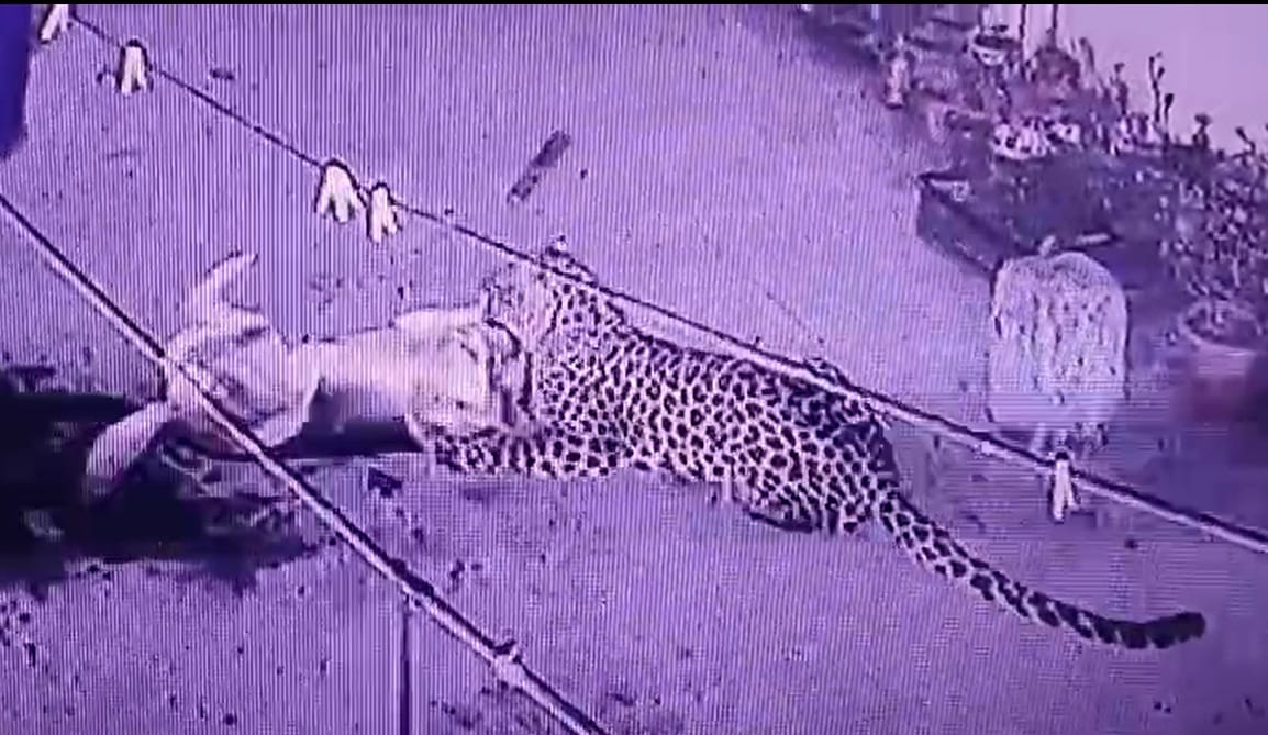 A man was seen roaming on the rooftops at night in Amodi Bazaar and took away a dog from a house.