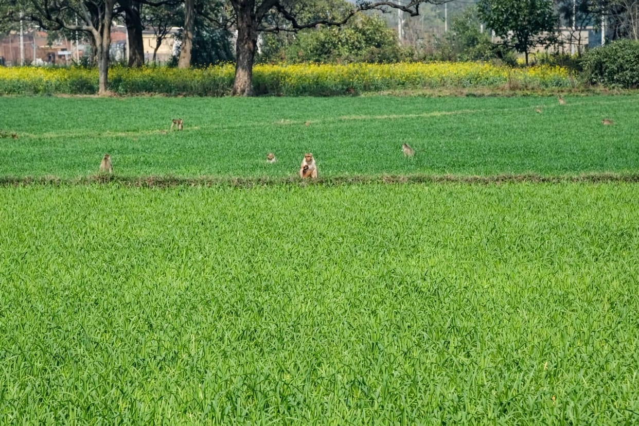Monkeys and Nilgais trouble farmers