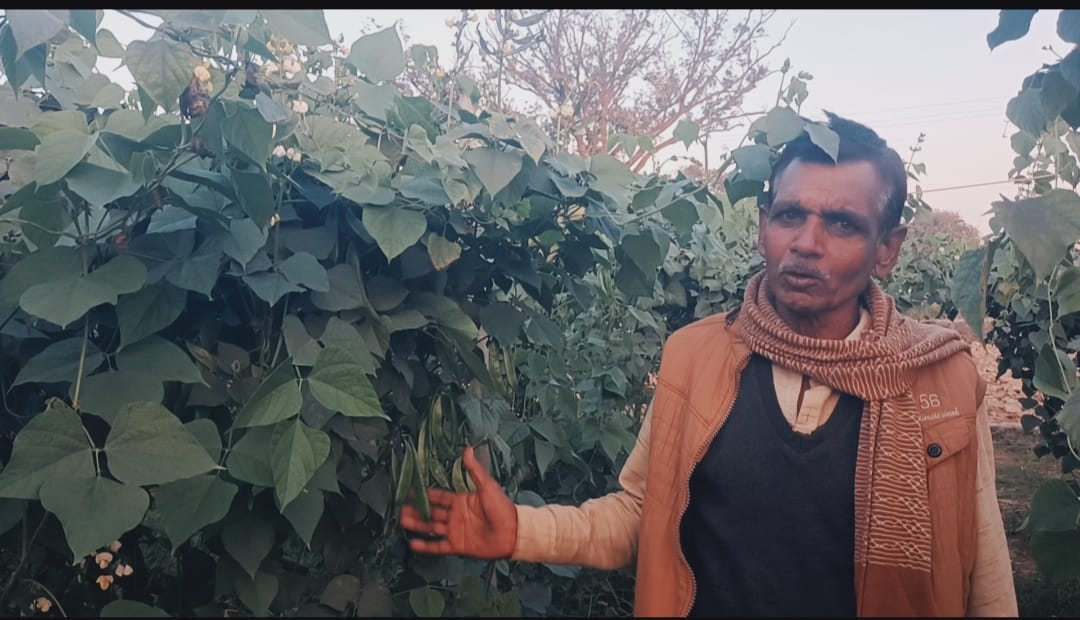 Farmer's income increased due to bean cultivation
