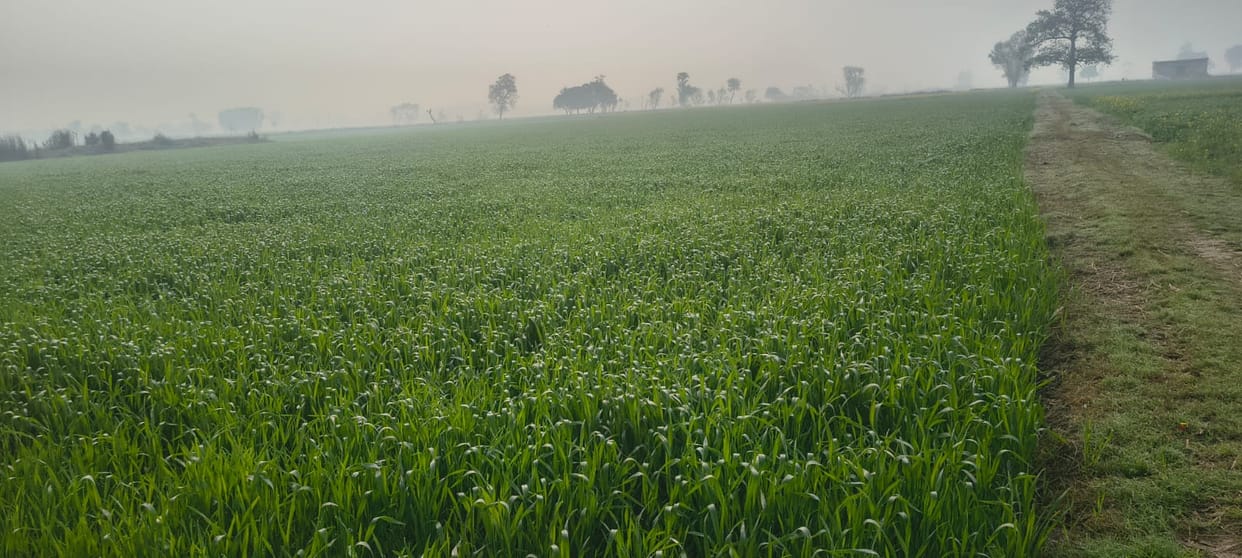 Crops in the fields... yet lakhs of rupees are paid in the name of leveling and bunding.
