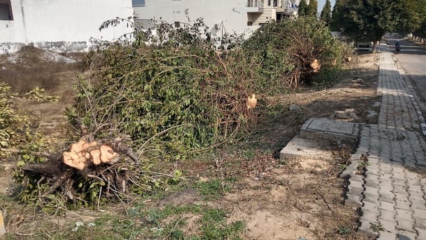 Ax falls on greenery in New Soma Town, 13 trees cut down