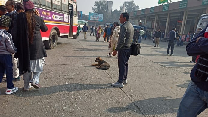 The dog bit eight laborers