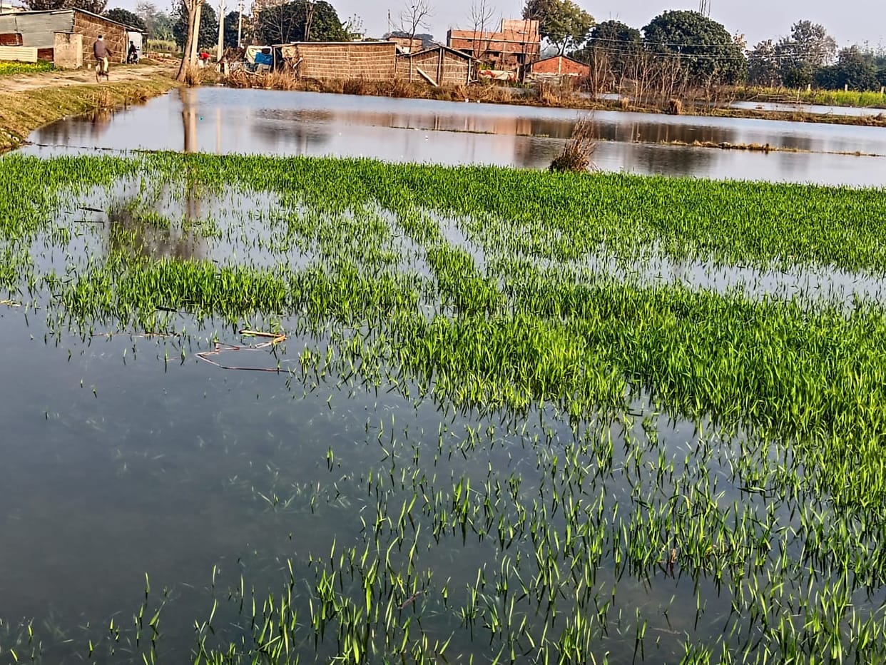 Canal breaks in Bahadurpur, crops submerged