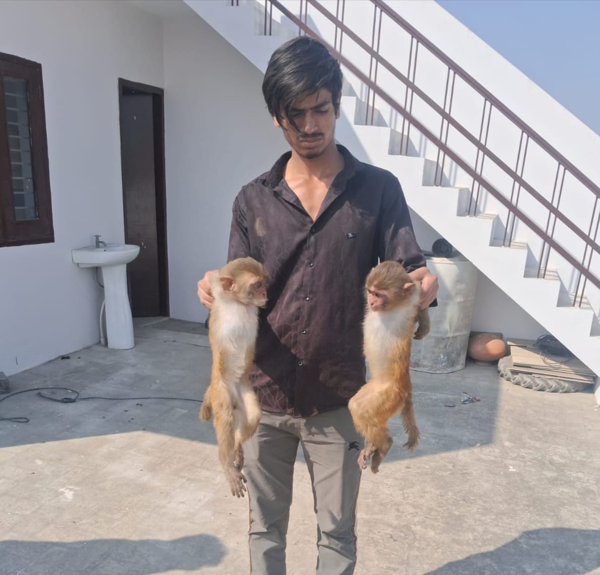 monkies problem in dabwali