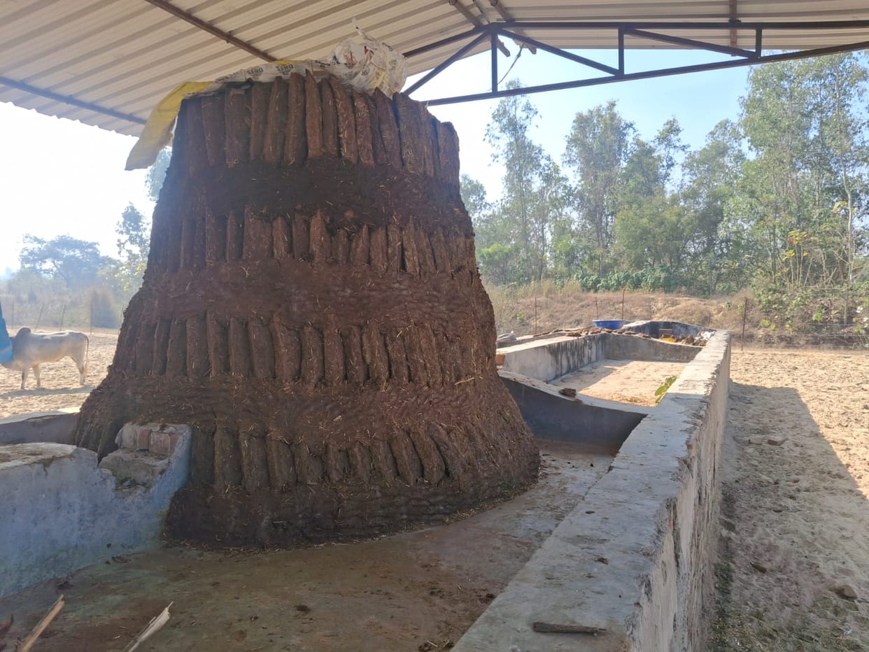 A pile of charcoal was placed in the Janigaon cowshed, cattle got sand and dry straw.
