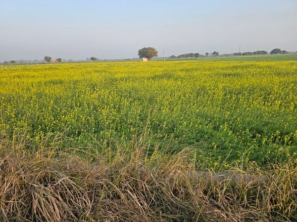 The mustard crop started ripening 20 days earlier due to rising temperatures.