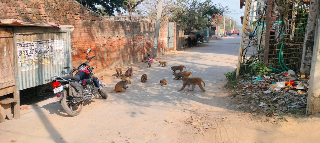 The road was blocked for half an hour due to monkey menace.