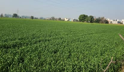 Weather Update Meerut: Rising Temperatures in Western UP Raise Concern Over Wheat Crop Yield