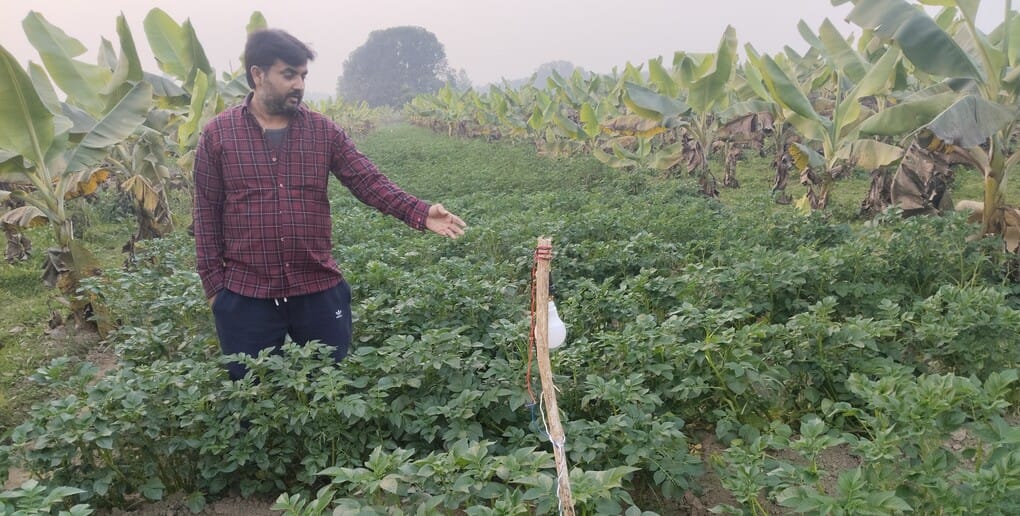 Navneet became an inspiration for farmers by cultivating potatoes along with bananas