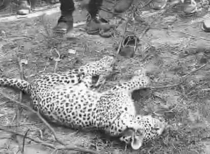 leopard attacked young man who gone to collect fodder for goats in Kotputli