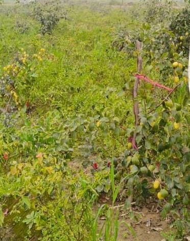 Leaving his job in Gujarat, the district's farmer Chandrapal became an example.