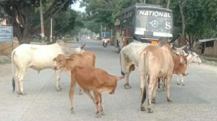 Stray animals pose a risk of accidents... but those responsible remain silent.