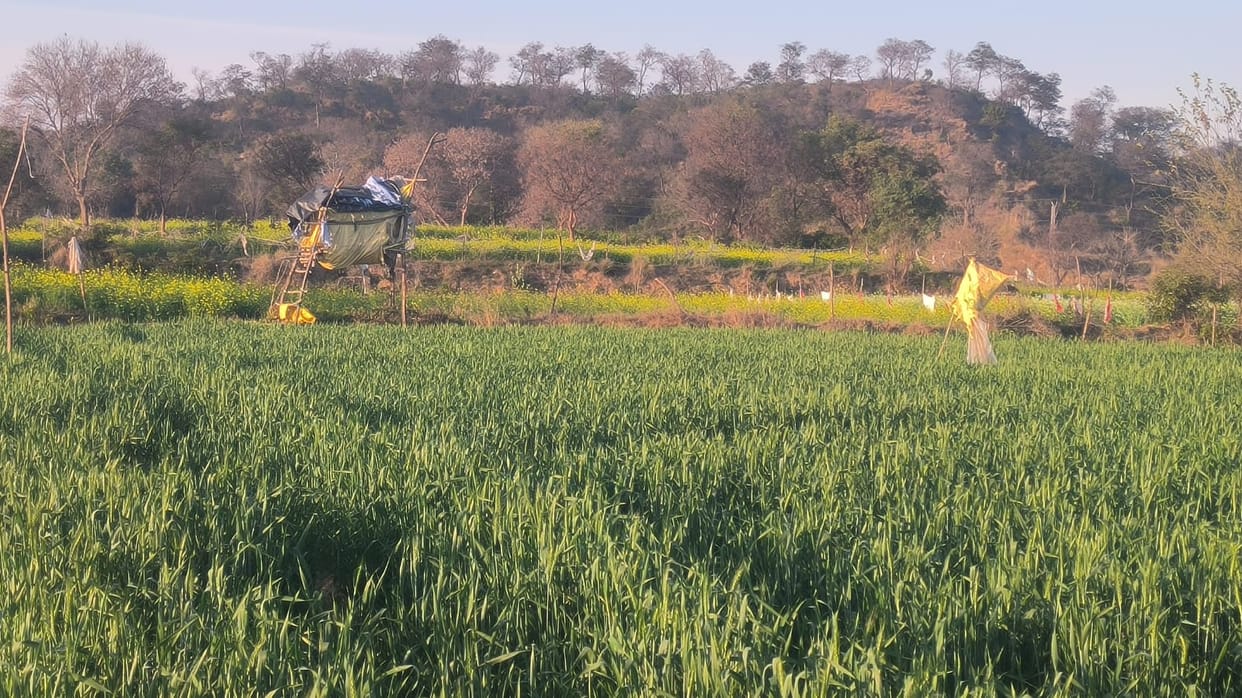 Wild animals are destroying crops in the panchayats adjacent to the forest.