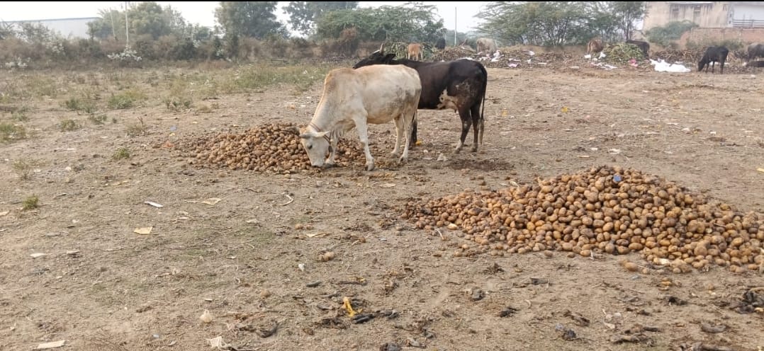 Rotten potatoes were found dumped in the open in Poiya and JK Nagar.