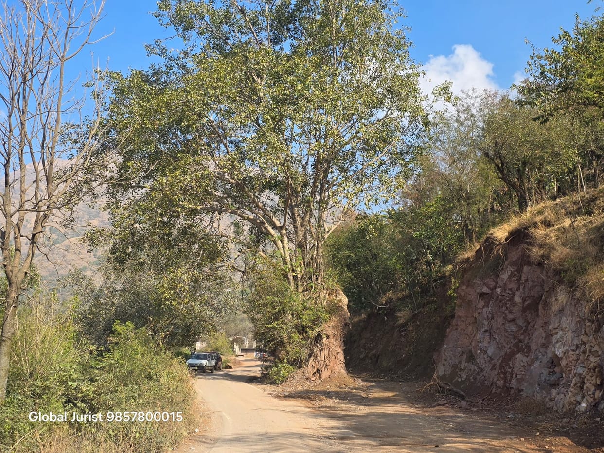 150-year-old Peepal tree in danger, center of faith destroyed due to road cutting
