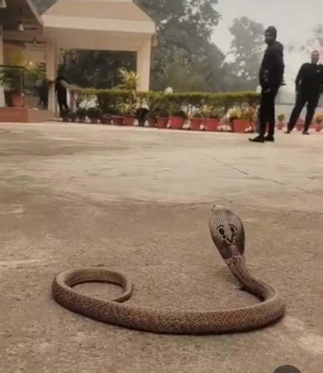 A cobra was found at the District Magistrate's residence, causing panic.
