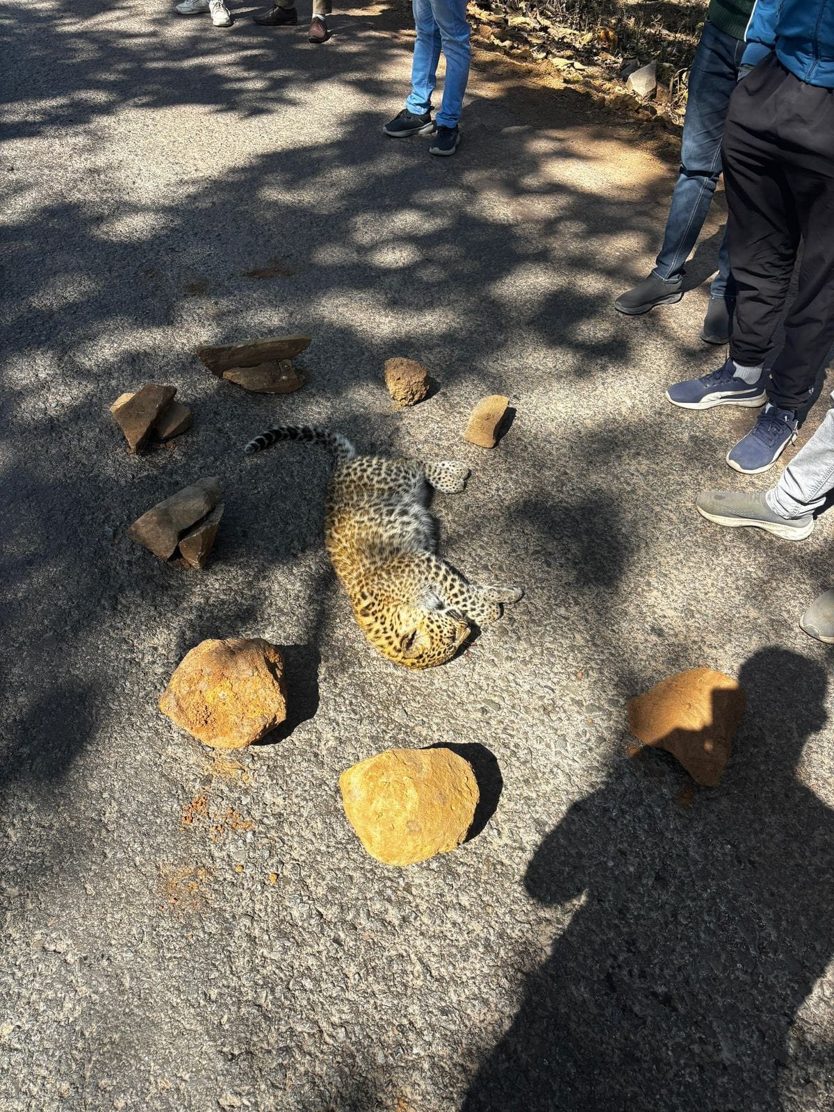 Leopard cub's body found on road, FIR lodged against unknown driver