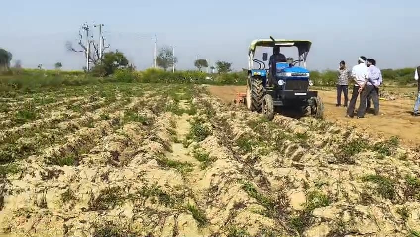 Devastated by smallpox and blight, the potato crop was ploughed back into the field.