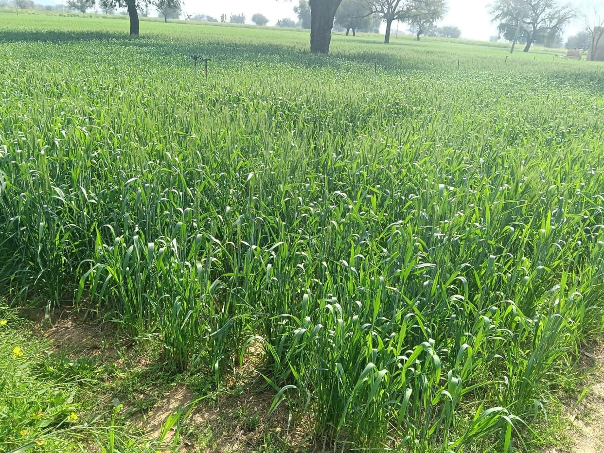 Due to faulty transformer, farmers are unable to irrigate for the last 15 days.