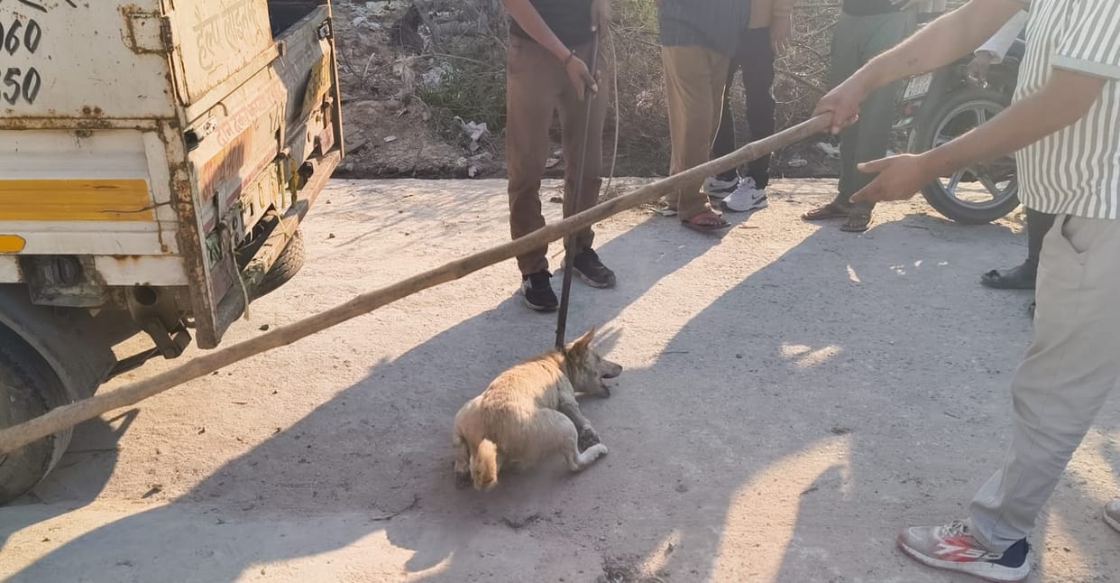 A female dog attacked an elderly woman sitting outside her house.