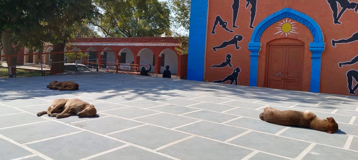 Dogs and monkeys terrorize PM Shri Girls School, students in panic
