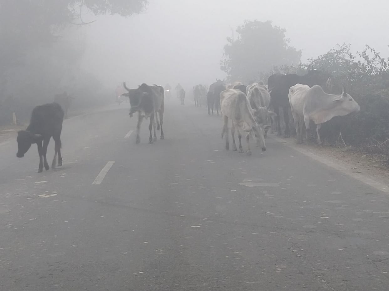 Traffic came to a standstill on the Lipulekh-Bhind highway due to stray animals blocking the road.
